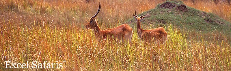 Red Lechwe
